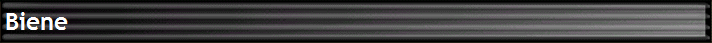 Biene