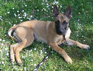 Belle auf der Wiese