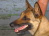 Shyva Portrait