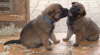 Ewok und Emil 2