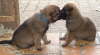 Ewok und Emil 3