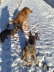 GruppeimSchnee