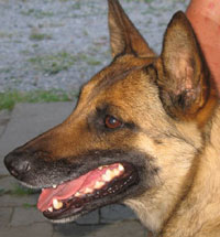 Shyva